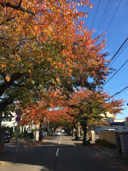 秋の桜丘通りもいいものですよ